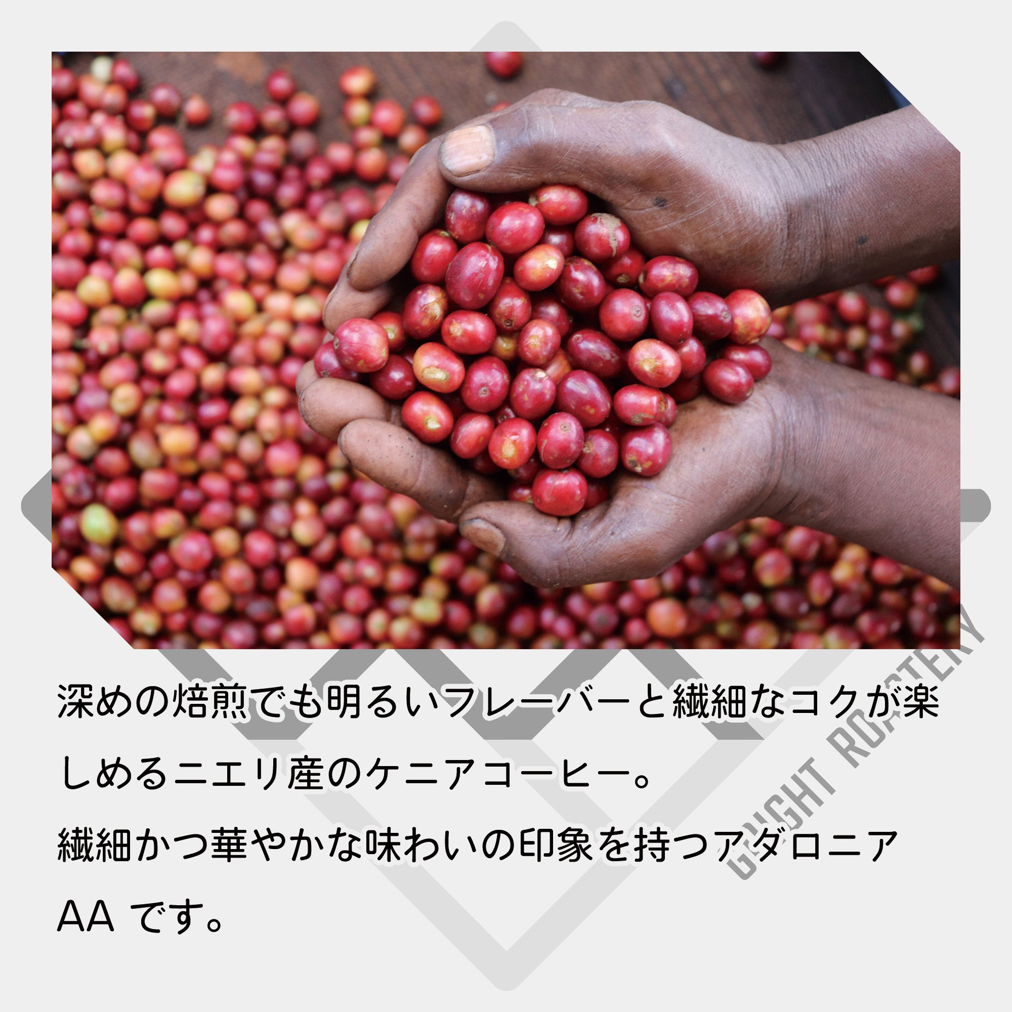 ケニア アダロニア AA ウォッシュド コーヒー豆