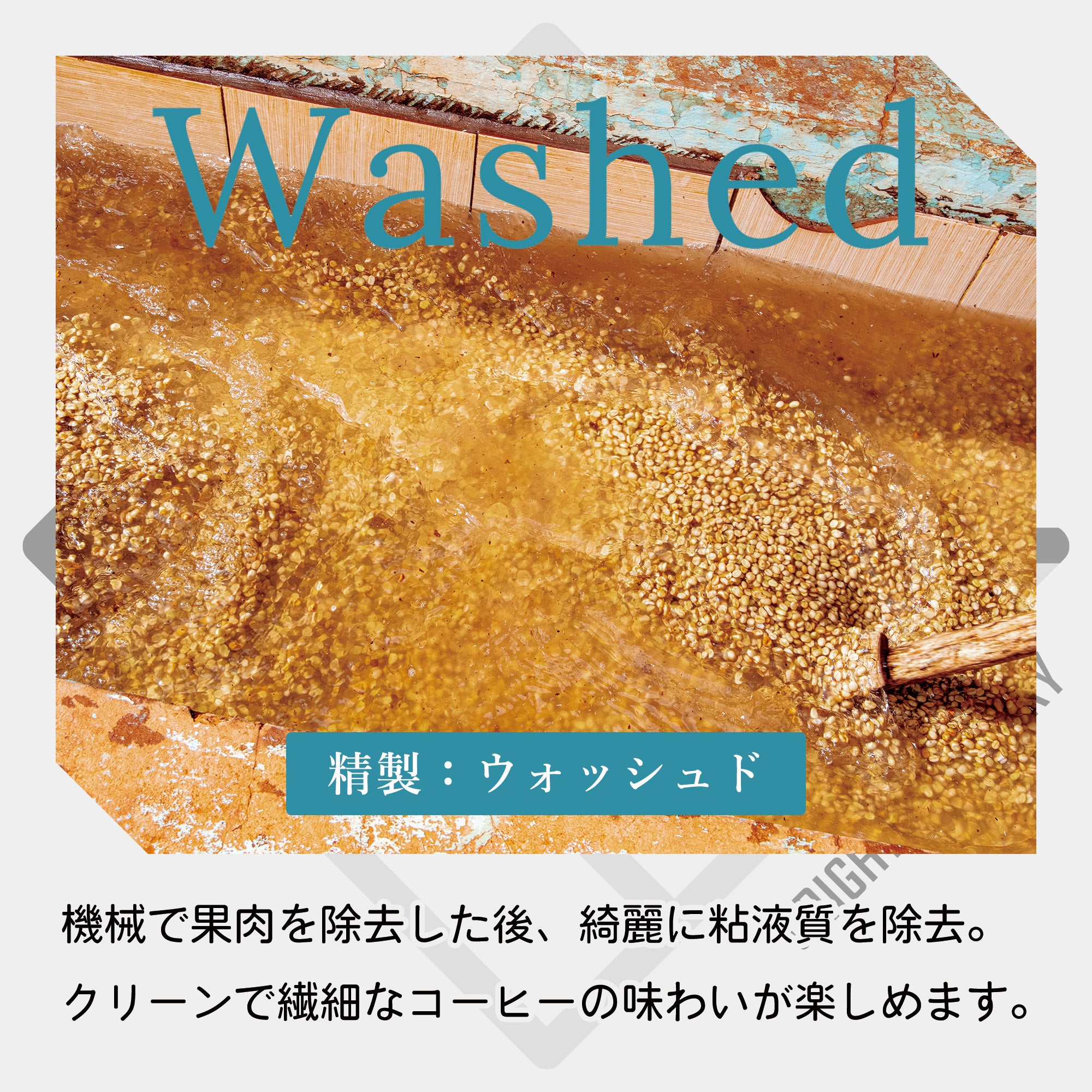 生豆 ケニア マサイ AA ウォッシュド