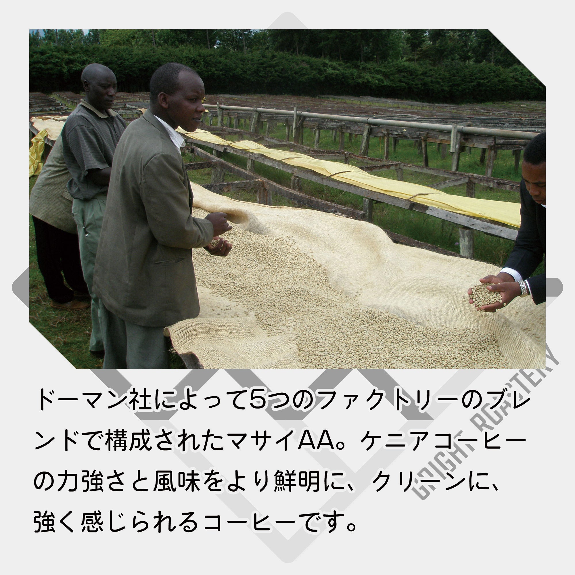 生豆 ケニア マサイ AA ウォッシュド