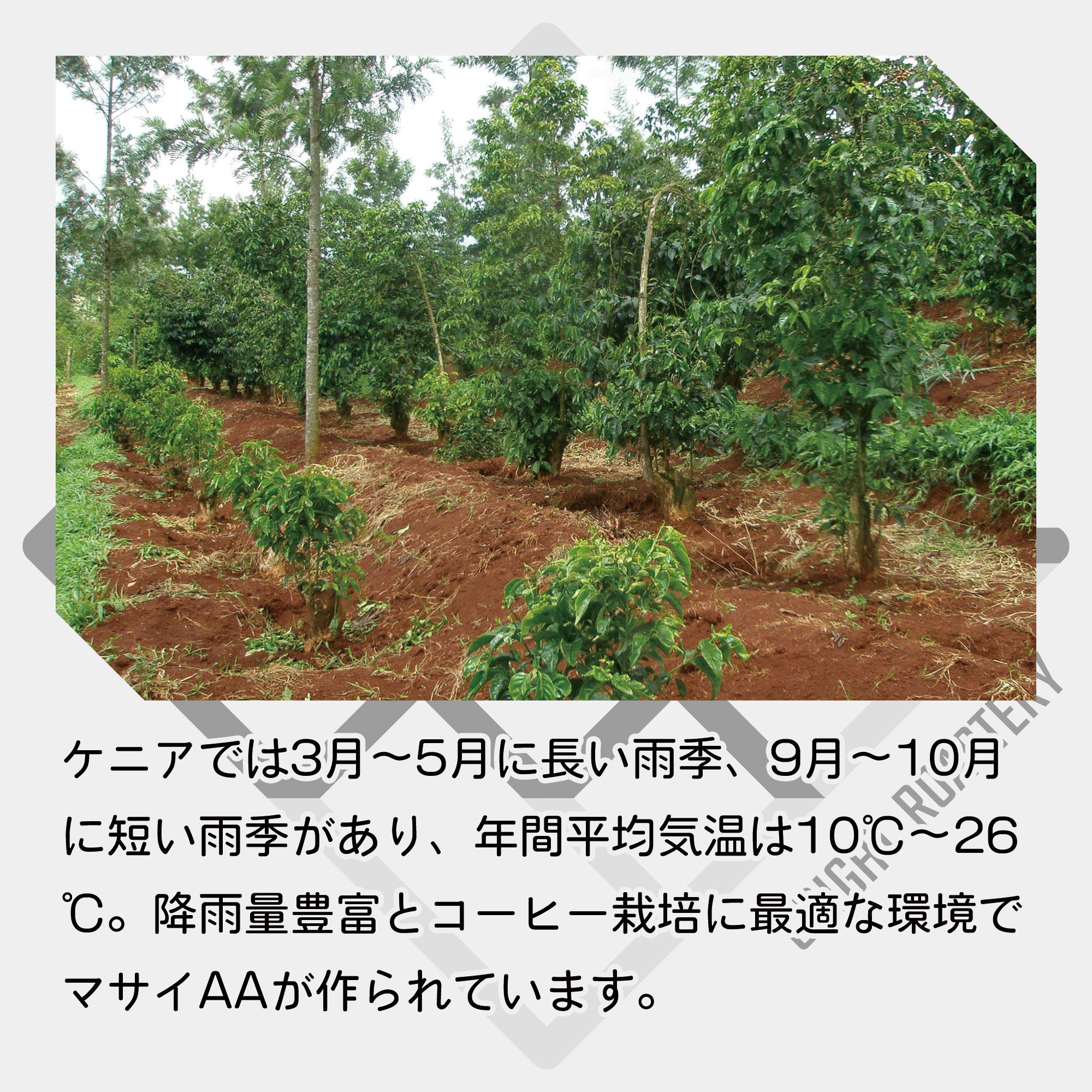 生豆 ケニア マサイ AA ウォッシュド