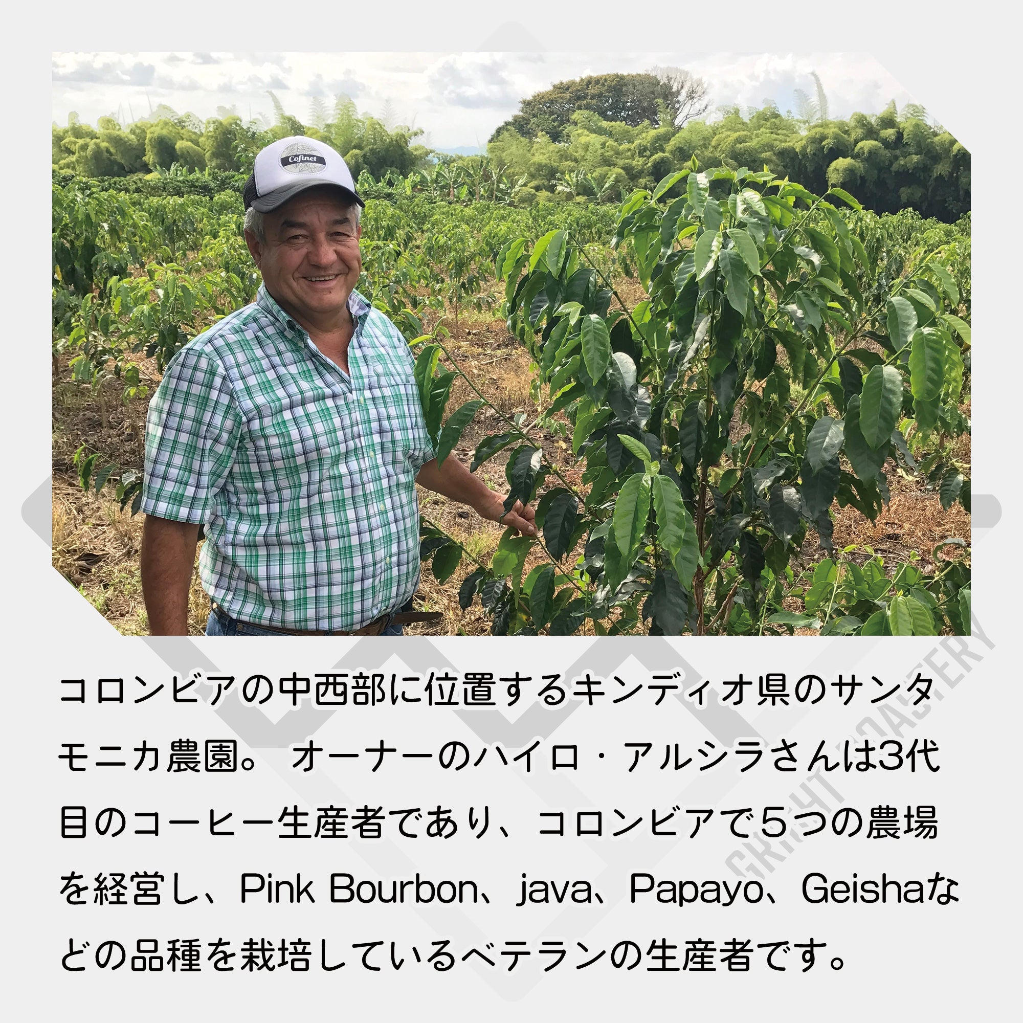 生豆 コロンビア キンディオ サンタモニカ農園 パパヨ / オンブリゴン ナチュラル