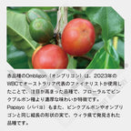 コロンビア キンディオ サンタモニカ農園 パパヨ / オンブリゴン - ナチュラル コーヒー豆